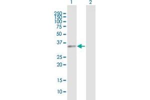 Western Blot analysis of NACA expression in transfected 293T cell line by NACA MaxPab polyclonal antibody.