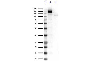 Western Blot results of Rabbit Anti-Cas 9 Antibody. (CRISPR-Cas9 (C-Term) antibody)