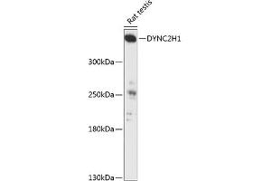 Western blot analysis of extracts of rat testis, using DYNC2H1 antibody (ABIN6132039, ABIN6139887, ABIN6139888 and ABIN6217003) at 1:3000 dilution. (DYNC2H1 antibody  (AA 1-250))