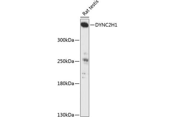 DYNC2H1 antibody  (AA 1-250)
