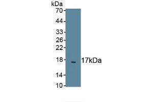 Detection of Recombinant TGFb2, Dog using Polyclonal Antibody to Transforming Growth Factor Beta 2 (TGFb2) (TGFB2 antibody)