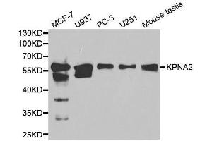 Western blot analysis of extracts of various cell lines, using KPNA2 antibody. (KPNA2 antibody  (AA 1-290))