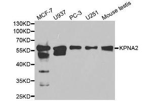Western blot analysis of extracts of various cell lines, using KPNA2 antibody.