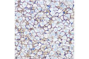 Immunohistochemistry of paraffin-embedded rat ovary using Annexin  Rabbit mAb (ABIN7265619) at dilution of 1:100 (40x lens). (Annexin A2 antibody)