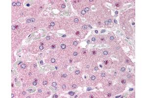 Anti-NOS1AP antibody IHC of human liver. (NOS1AP antibody  (AA 2-14))