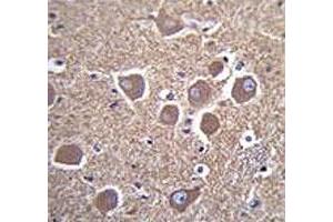 TUBB2B antibody immunohistochemistry analysis in formalin fixed and paraffin embedded human brain tissue. (TUBB2B antibody  (AA 12-39))