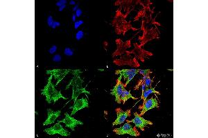 Immunocytochemistry/Immunofluorescence analysis using Mouse Anti-GluN1/NR1 Monoclonal Antibody, Clone S308-48 .