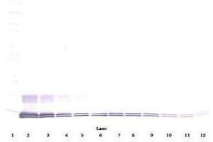 Image no. 1 for anti-Chemokine (C-C Motif) Ligand 7 (CCL7) antibody (ABIN465456) (CCL7 antibody)