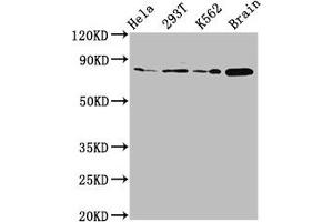 Western Blot Positive WB detected in: Hela whole cell lysate, 293T whole cell lysate, K562 whole cell lysate, Rat brain tissue All lanes: MKLN1 antibody at 2.