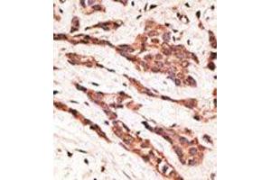 Image no. 1 for anti-Lysophosphatidic Acid Receptor 2 (LPAR2) (N-Term) antibody (ABIN358619) (EDG4 antibody  (N-Term))