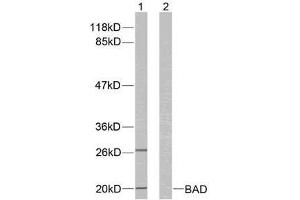 Western blot analysis of extracts from 293 cells using BAD (Ab-136) antibody (E021063). (BAD antibody)