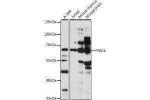 Western blot analysis of extracts of various cell lines, using PGM3 antibody (ABIN7269314) at 1:1000 dilution. (Phosphoglucomutase 3 antibody  (AA 1-300))