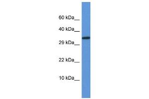WB Suggested Anti-Vgll2 Antibody Titration: 1. (VGLL2 antibody  (N-Term))