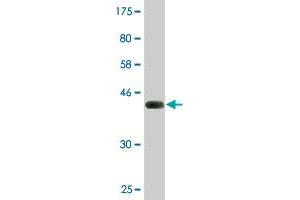 SRGN antibody  (AA 1-158)