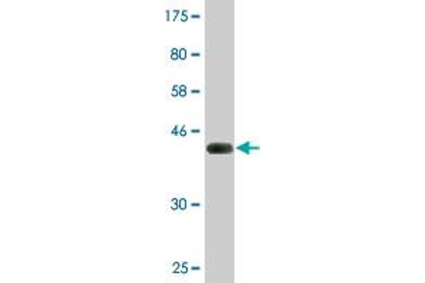 SRGN antibody  (AA 1-158)