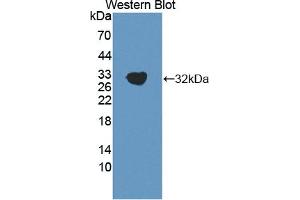 Detection of Recombinant MFAP4, Human using Polyclonal Antibody to Microfibrillar Associated Protein 4 (MFAP4) (MFAP4 antibody  (AA 22-255))