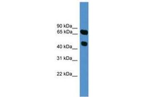 Image no. 1 for anti-Synaptotagmin XVI (SYT16) (AA 51-100) antibody (ABIN6746592) (SYT16 antibody  (AA 51-100))