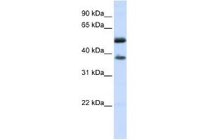 LRRC24 antibody used at 1 ug/ml to detect target protein. (LRRC24 antibody  (N-Term))