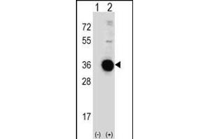 Western blot analysis of DDIT4 (arrow) using rabbit polyclonal DDIT4 Antibody (C-term) (ABIN652188 and ABIN2840691). (DDIT4 antibody  (C-Term))