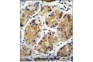 MG Antibody (C-term) (ABIN655333 and ABIN2844900) immunohistochemistry analysis in formalin fixed and paraffin embedded human stomach tissue followed by peroxidase conjugation of the secondary antibody and DAB staining. (PRR22 antibody  (C-Term))
