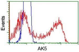 HEK293T cells transfected with either RC222241 overexpress plasmid (Red) or empty vector control plasmid (Blue) were immunostained by anti-AK5 antibody (ABIN2452726), and then analyzed by flow cytometry. (Adenylate Kinase 5 antibody)
