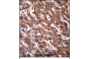 RCE1 Antibody (N-term W57) (ABIN389050 and ABIN2839259) immunohistochemistry analysis in formalin fixed and paraffin embedded human liver tissue followed by peroxidase conjugation of the secondary antibody and DAB staining. (RCE1/FACE2 antibody  (N-Term))