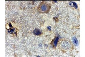 Immunohistochemistry of Rheb in mouse brain tissue with this product at 2 μg/ml.
