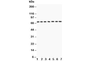 Western blot testing of Lamin A antibody and Lane 1:  human placenta (Lamin A/C antibody  (AA 481-646))