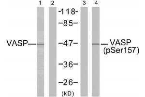 Western blot analysis of extracts from NIH/3T3 cells untreated or treated with forskolin (40µM, 30min), using VASP (Ab-157) antibody (E021207, Lane 1 and 2) and VASP (phospho-Ser157) antibody (E011214, Lane 3 and 4). (VASP antibody)