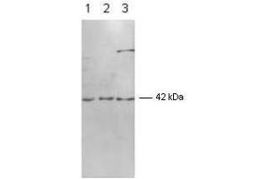 Image no. 1 for anti-Mitogen-Activated Protein Kinase 1 (MAPK1) (C-Term) antibody (ABIN221147) (ERK2 antibody  (C-Term))