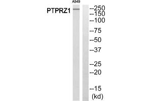 Western blot analysis of extracts from A549 cells, using PTPRZ1 antibody.