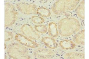 Immunohistochemistry of paraffin-embedded human kidney tissue using ABIN7156807 at dilution of 1:100