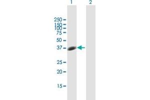 Western Blot analysis of STX7 expression in transfected 293T cell line by STX7 MaxPab polyclonal antibody. (Syntaxin 7 antibody  (AA 1-261))