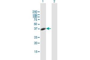 Western Blot analysis of STX7 expression in transfected 293T cell line by STX7 MaxPab polyclonal antibody.