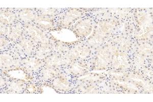 Detection of FGB in Human Kidney Tissue using Monoclonal Antibody to Fibrinogen Beta Chain (FGB) (Fibrinogen beta Chain antibody  (AA 45-491))