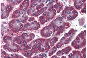 Human Pancreas (formalin-fixed, paraffin-embedded) stained with GOSR2 antibody ABIN364380 at 20 ug/ml followed by biotinylated anti-mouse IgG secondary antibody ABIN481714, alkaline phosphatase-streptavidin and chromogen. (GOSR2 antibody)