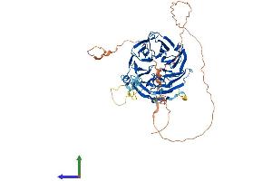 Protein Structure (PS) image for WD Repeat Containing, Antisense To TP53 (WRAP53) (AA 1-548) protein (His tag) (ABIN7556030)