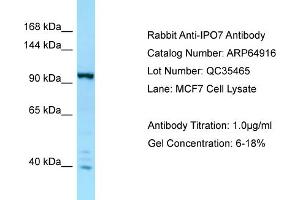 Western Blotting (WB) image for anti-Importin 7 (IPO7) (C-Term) antibody (ABIN970965) (IPO7 antibody  (C-Term))