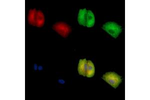 ABIN7096887 and ABIN7100953 staining  cells by IF/ICC. (C21orf91 antibody)