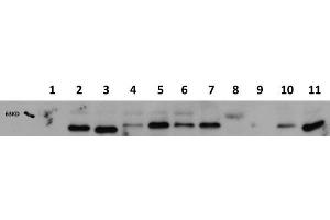 Western Blot of Mouse anti-AKT1 antibody. (AKT1 antibody  (Internal Region))