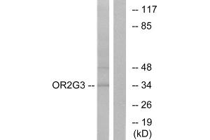 Western blot analysis of extracts from Jurkat cells, using OR2G3 antibody. (OR2G3 antibody  (Internal Region))