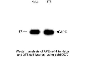 Image no. 1 for anti-Apurinic/Apyrimidinic Endonuclease 1 (APEX1) antibody (ABIN363379) (APEX1 antibody)