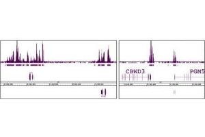 Ring1B antibody (mAb) tested by ChIP-chip. (RNF2 antibody)