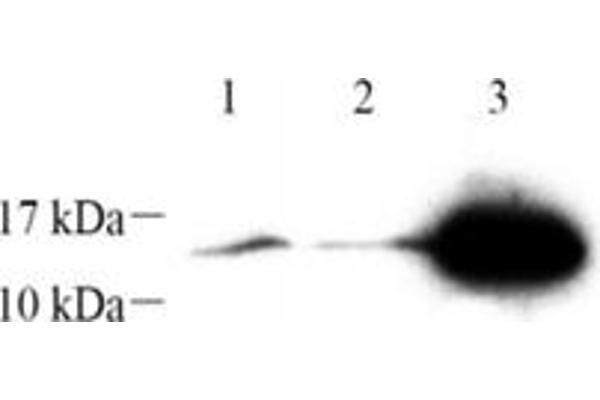 Resistin antibody