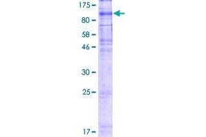 xpr1 Protein (AA 1-696) (GST tag)