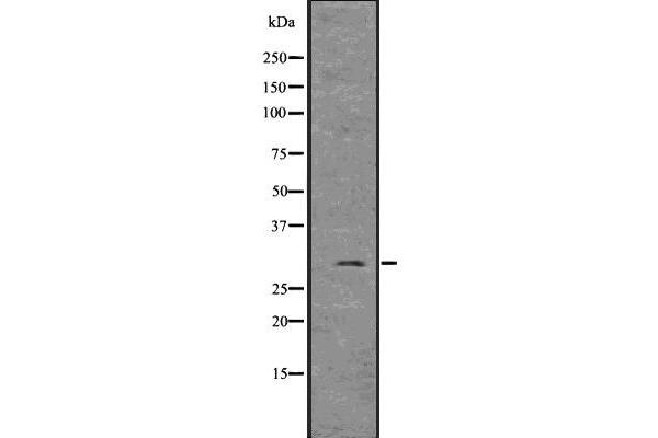 FGF3 antibody