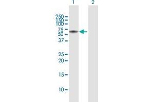 Western Blot analysis of SH2D4A expression in transfected 293T cell line by SH2D4A MaxPab polyclonal antibody. (SH2D4A antibody  (AA 1-454))