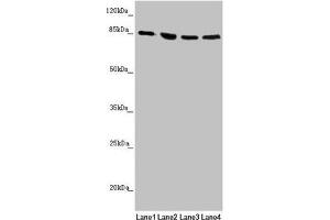Western blot All lanes: MFN1 antibody at 1. (MFN1 antibody  (AA 622-741))