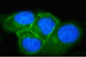 IF analysis of SNAP23 using anti-SNAP23 antibody (ABIN7599089). (SNAP23 antibody  (AA 1-211))