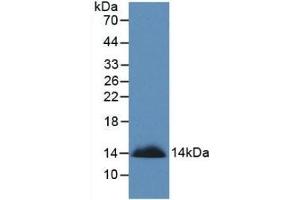 Detection of Recombinant SEMA3A, Human using Monoclonal Antibody to Semaphorin 3A (SEMA3A) (SEMA3A antibody  (AA 580-664))